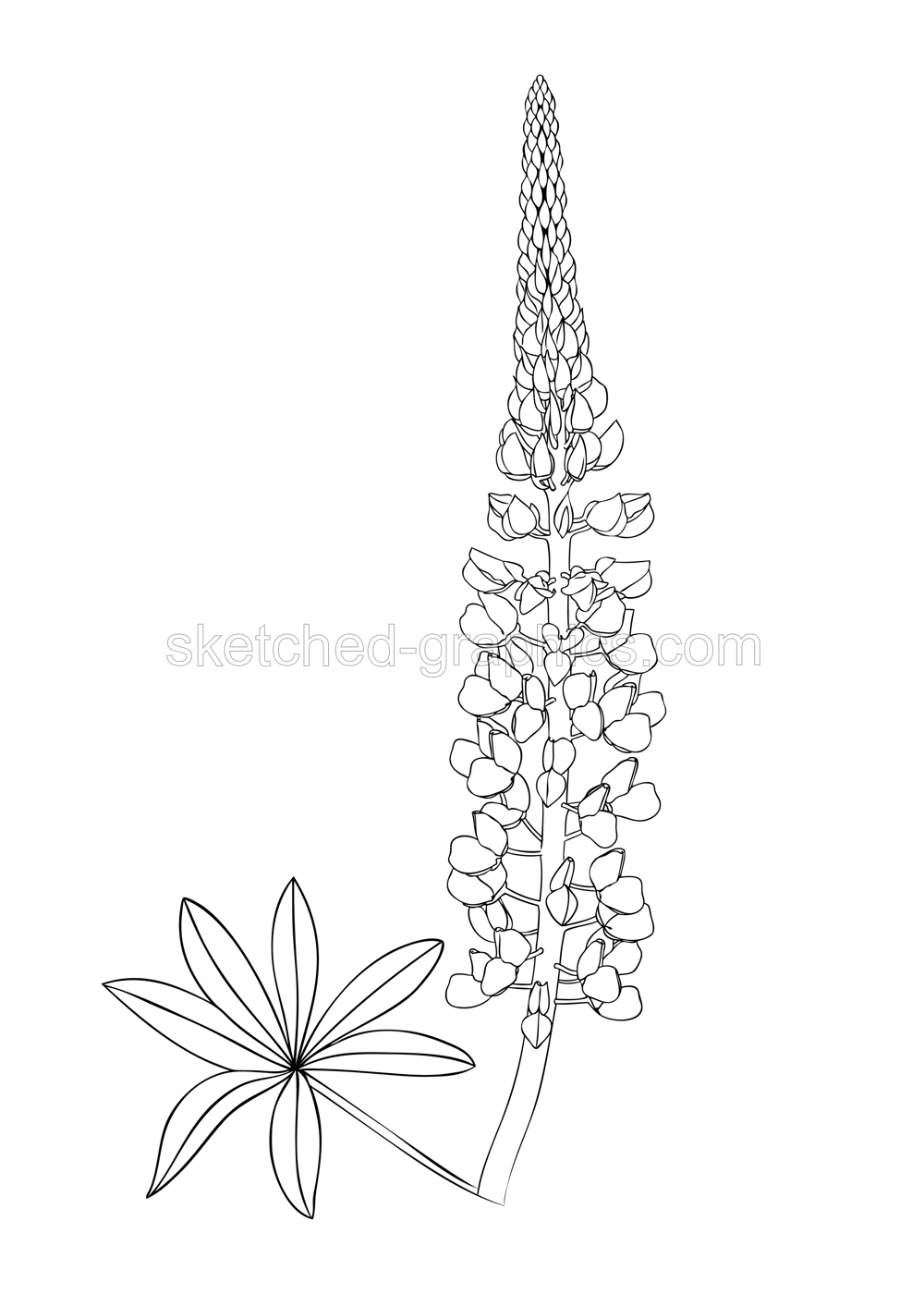 Line art lupine illustration. Elegant drawing of summer flowers. Hand-drawn garden lupine bud.  Floral line drawing on white background. Lupin outline for a wedding or brand design Illustration